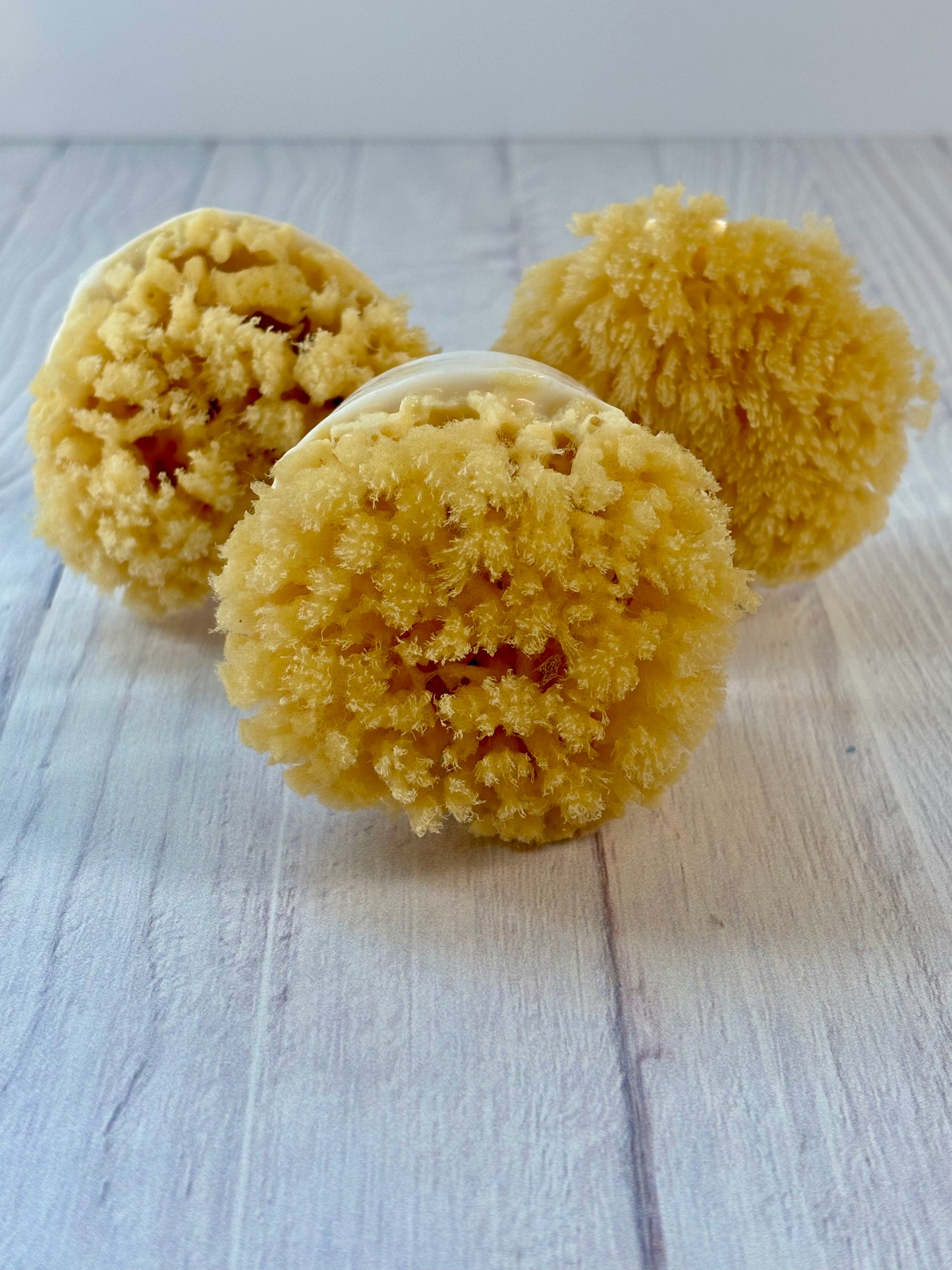 Natural Sea Sponge Soap Ocean Shores