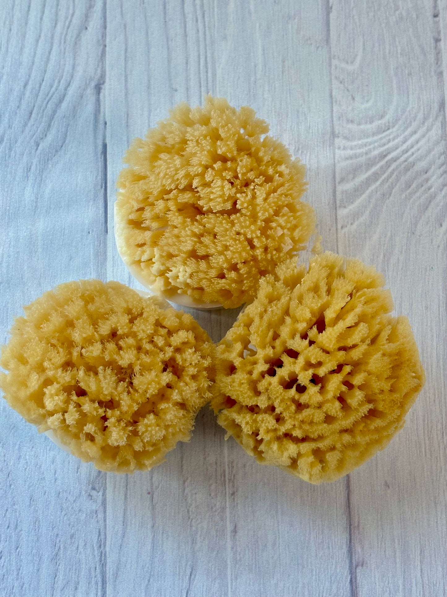 Natural Sea Sponge Soap Ocean Shores